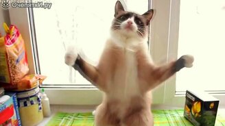 Короткие весёлости с кошками - смотреть видео (5:56)