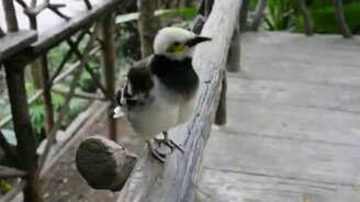 Два самца общаются: птица и человек - смотреть видео (1:13)