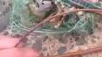 Спасли змею, а там... - смотреть видео (4:47)