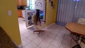 Пёс сам себя кормит - смотреть видео (0:38)