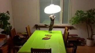 Кошка покоряет лампу - смотреть видео (0:19)