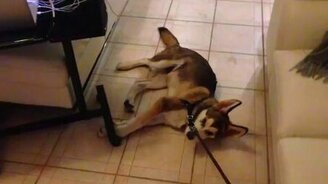 Гулять я не желаю! - смотреть видео (0:28)