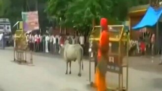 Бычья реакция - смотреть видео (0:16)