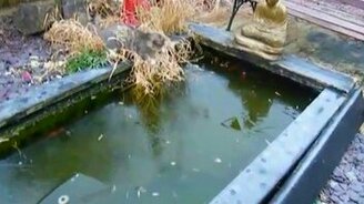 Кошка на льду охотится за рыбками - смотреть видео (2:10)