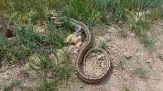 Щитомордник заглатывает суслика - смотреть видео (1:35)