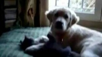 Дружба кошки и собаки - смотреть видео (1:05)