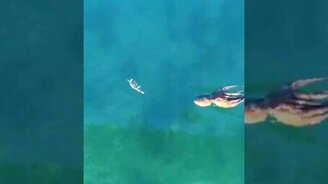 Осьминог против краба - смотреть видео (0:41)