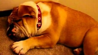 Смешной храп псины - смотреть видео (0:10)