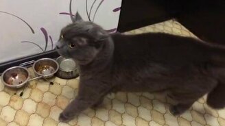 Страшные чулки против кота - смотреть видео (1:31)