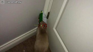 Кухонный воришка - смотреть видео (1:23)