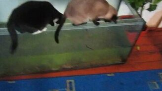 Кот плюхнулся в аквариум - смотреть видео (0:22)