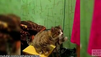 Коты дрессируют хозяев - смотреть видео (1:38)