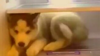 Щенку стало жарко - смотреть видео (0:13)