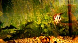 Синхронные рыбёшки - смотреть видео (1:21)