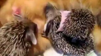 Кошка выкармливает ежат - смотреть видео (0:56)