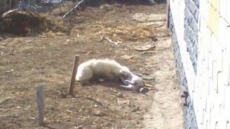 Игры котёнка и щенка - смотреть видео (0:30)