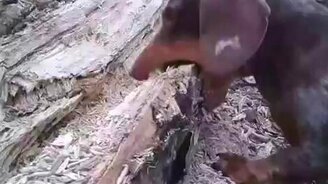 Неистовая такса против дерева - смотреть видео (1:46)