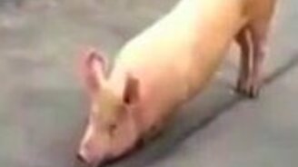 Свинья молится у храма - смотреть видео (0:37)