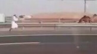 Погоня за верблюдом - смотреть видео (0:17)