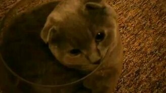 Кот помещается в аквариум - смотреть видео (2:26)