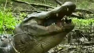 Аллигатор расправился с черепахой - смотреть видео (0:39)