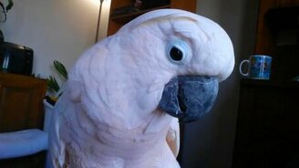 Стеснительный попугайчик - смотреть видео (3:08)