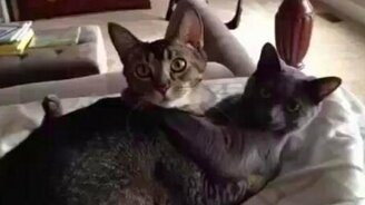 Застукали котов - смотреть видео (0:31)