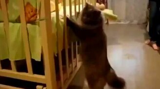 Кот знакомится с ребёнком - смотреть видео (0:44)