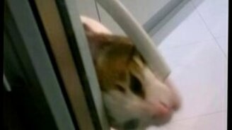 Кот запускает хозяина с балкона - смотреть видео (0:19)