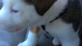 Щенок борется с икотой - смотреть видео (0:15)