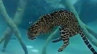 Ягуар-ныряльщик - смотреть видео (3:03)