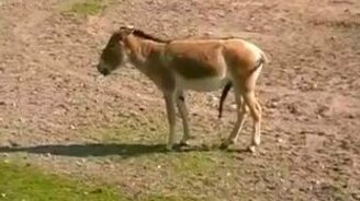 Ослик расслабился - смотреть видео (0:35)