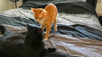 Кот заправляет кровать - смотреть видео (1:47)