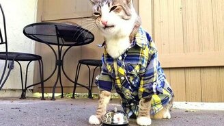 Официант, мне вкусняшки! - смотреть видео (2:33)