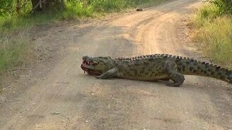 Крокодил объелся - смотреть видео (0:35)