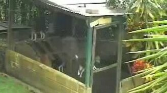 Побег собаки из вольера - смотреть видео (1:52)