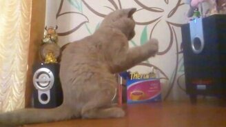 Кот и сабвуфер - смотреть видео (1:33)