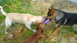 Лебедь, рак и щука - смотреть видео (2:07)