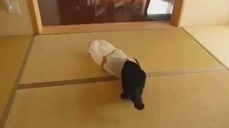 Пакет и два кота - смотреть видео (0:23)