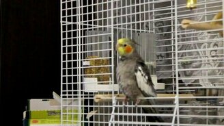 поющий каша - смотреть видео (1:34)