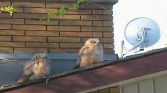 Сова нагадила и сбежала - смотреть видео (0:15)