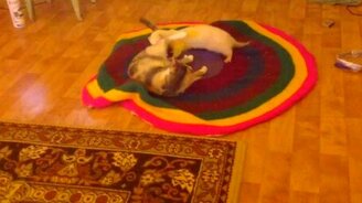 Хорёк и кошка: битва на равных - смотреть видео (1:00)