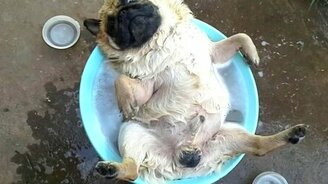 Мопс расслабляется в джакузи - смотреть видео (1:31)