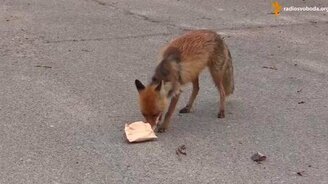 Запасливая лисичка - смотреть видео (1:36)