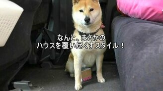 Собачка и коробки - смотреть видео (2:10)