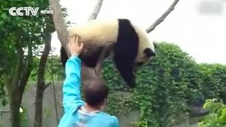 Сними меня с дерева! - смотреть видео (1:08)