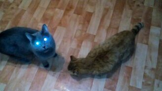 Коты с ксеноновыми глазами - смотреть видео (3:15)