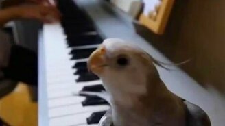 Попугай-артист поёт - смотреть видео (1:06)