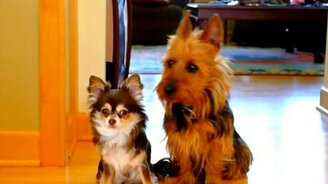 Кто нагадил на кухне? - смотреть видео (0:09)