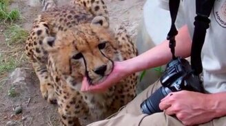 Ласковый гепард - смотреть видео (1:16)